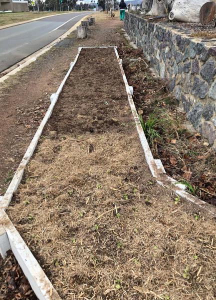 Tulip and daffodil plantation prepration